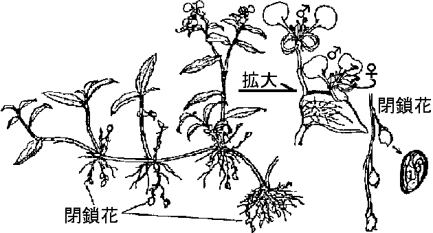 植物形態学